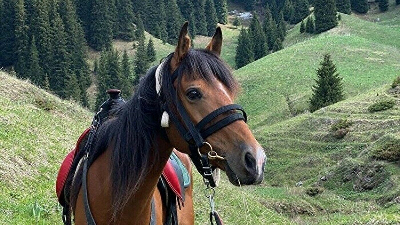 Алматы тау саяхаты